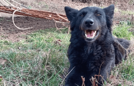 Approfondisci la razza Pastore della Lessinia e del Lagorai