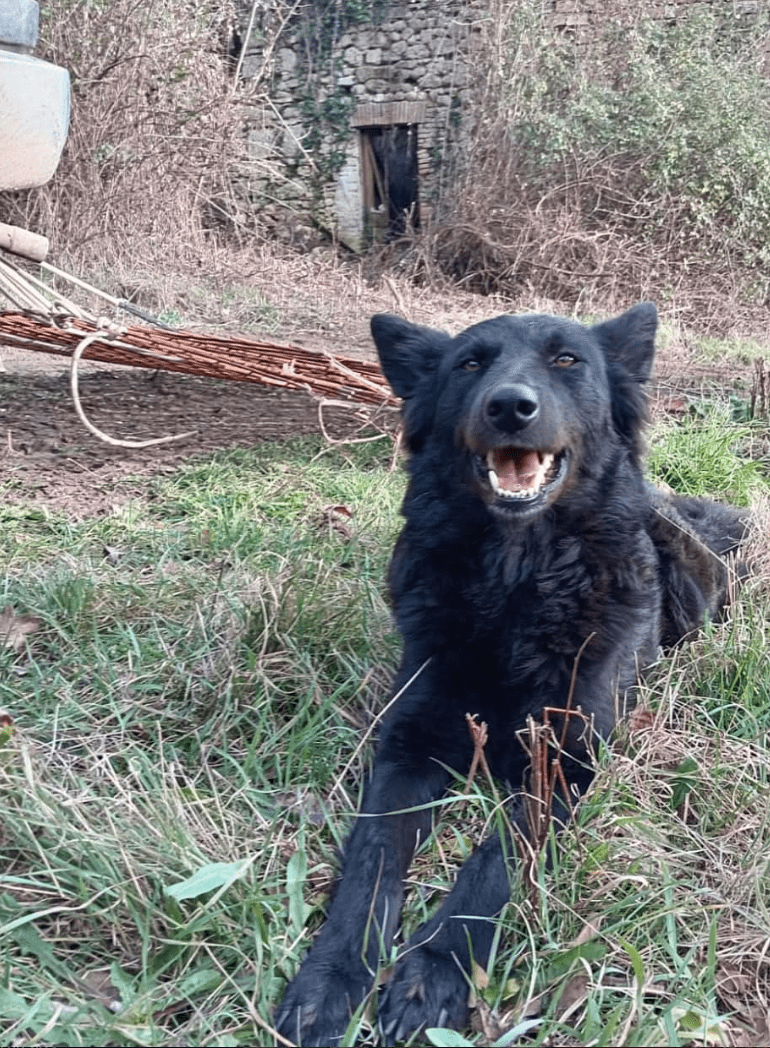 Screenshot 2025-03-16 alle 19.02.33 ggg