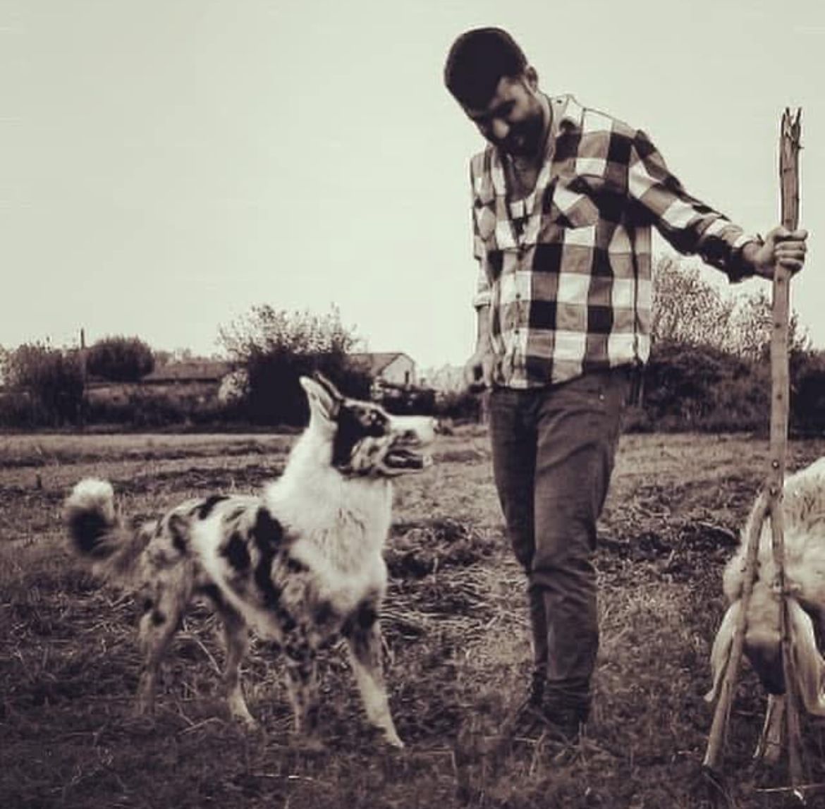 contatti allevamento pastore della lessinia e del lagorai