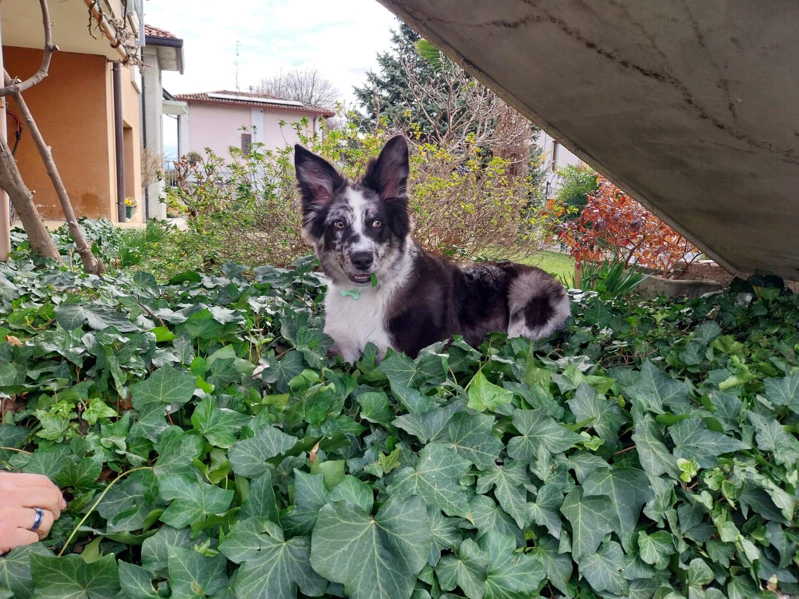 Scopri il Pastore della Lessinia e del Lagorai