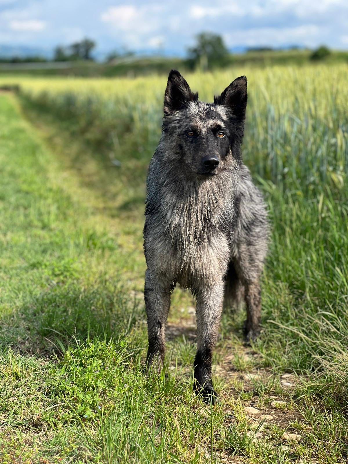 500379159_1659860384901828_5521844018715384301_n Scopri il Pastore della Lessinia e del Lagorai