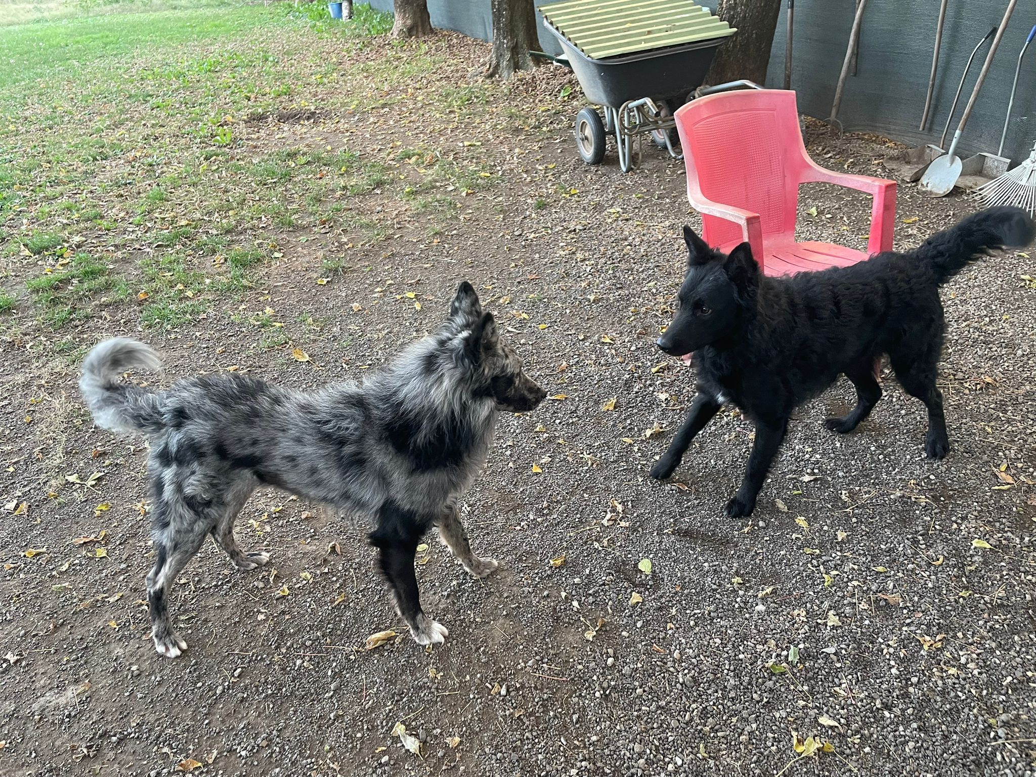 Contatti Allevamento Pastore della Lessinia e del Lagorai affisso ENCI